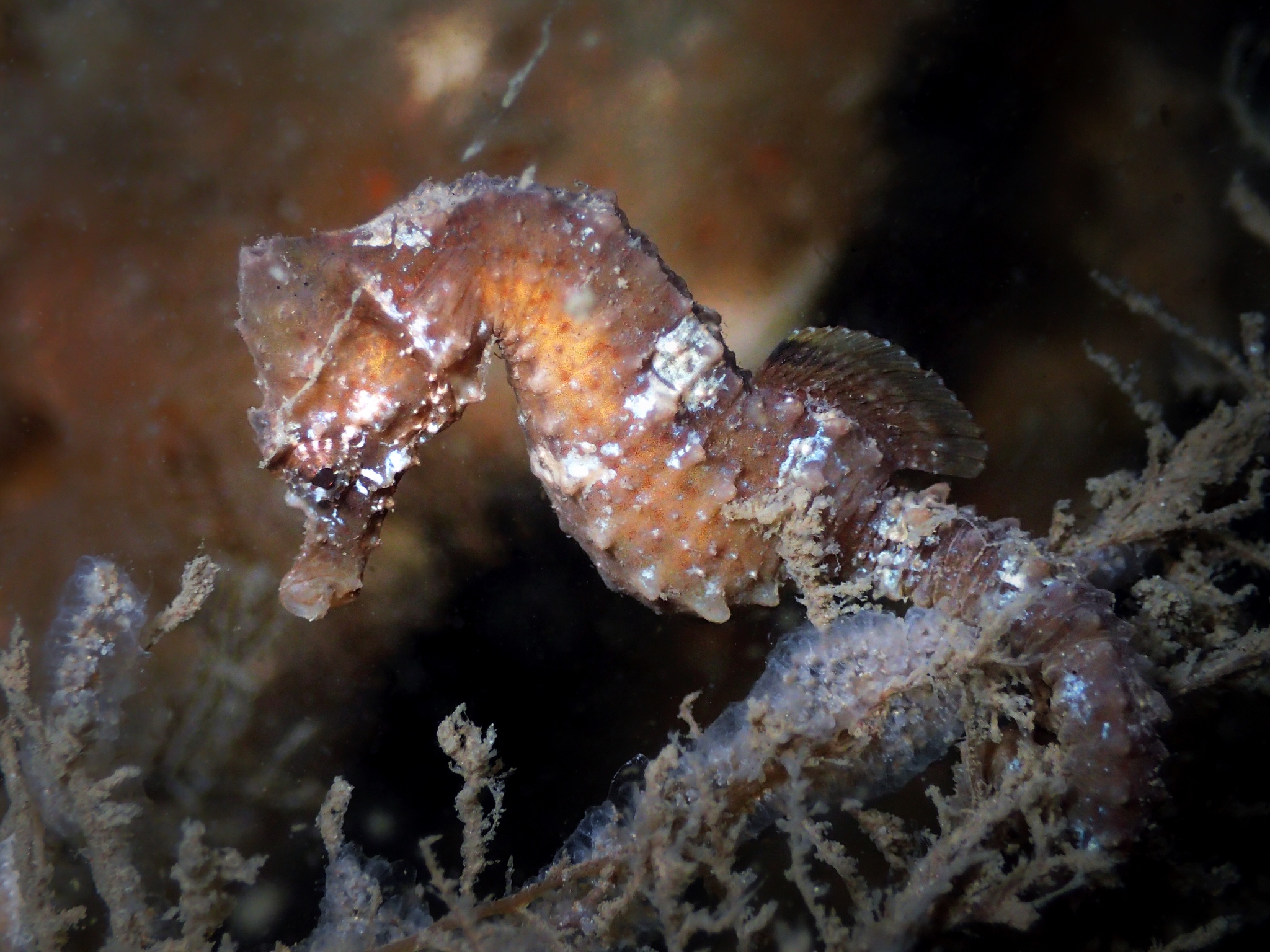 image of hippocampus hippocampus \(short snouted seahorse\)