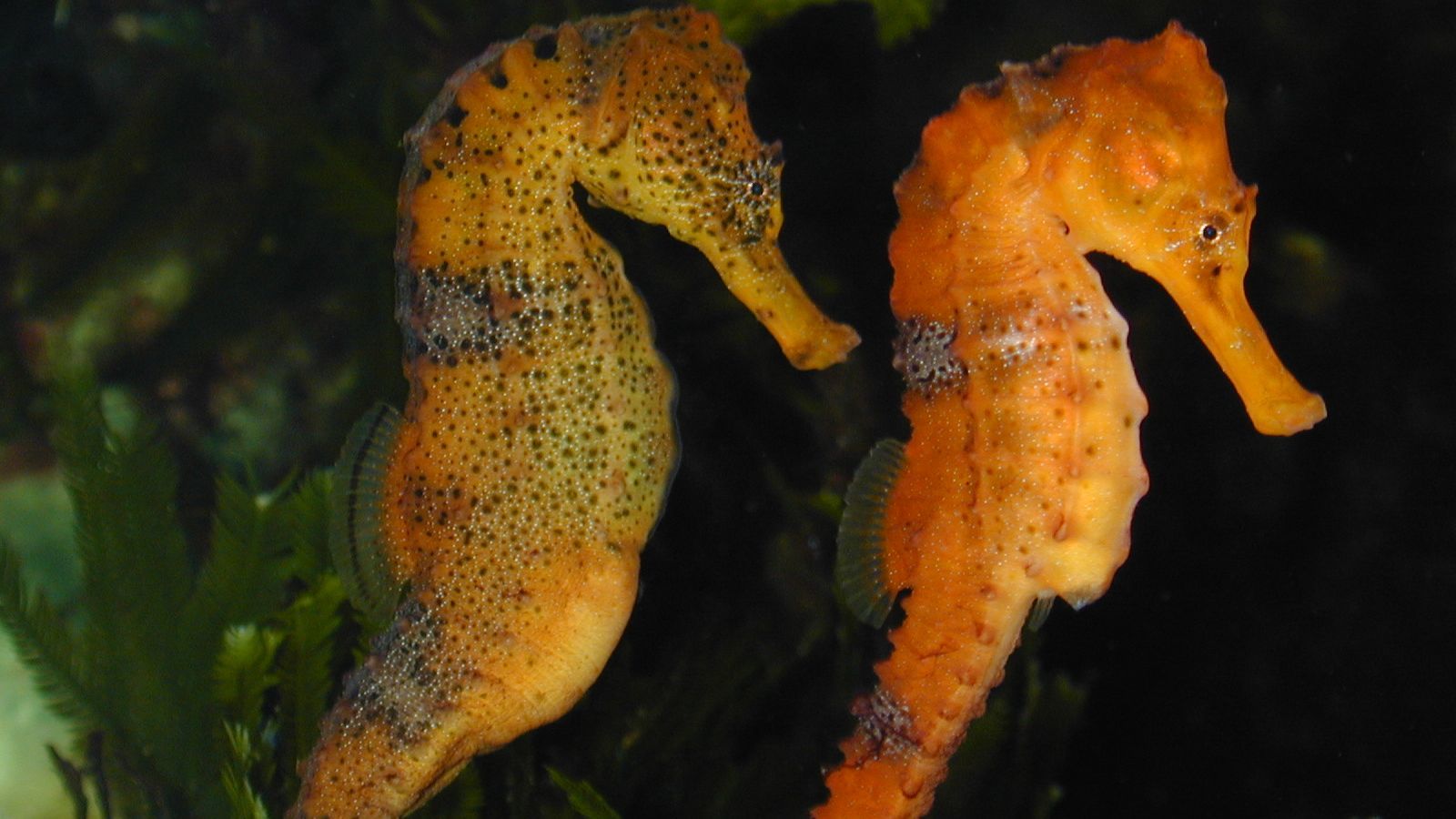 image of hippocampus reidi \(longsnout seahorse\)