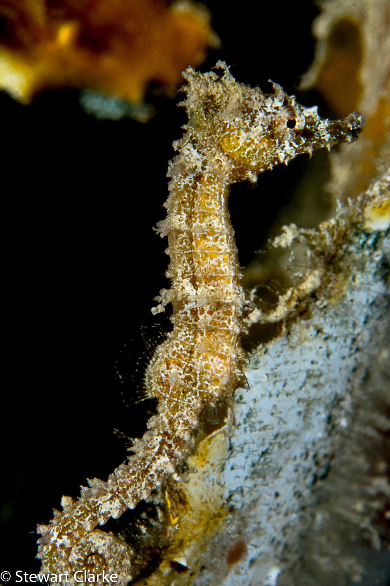 image of hippocampus zosterae \(dwarf seahorse\)