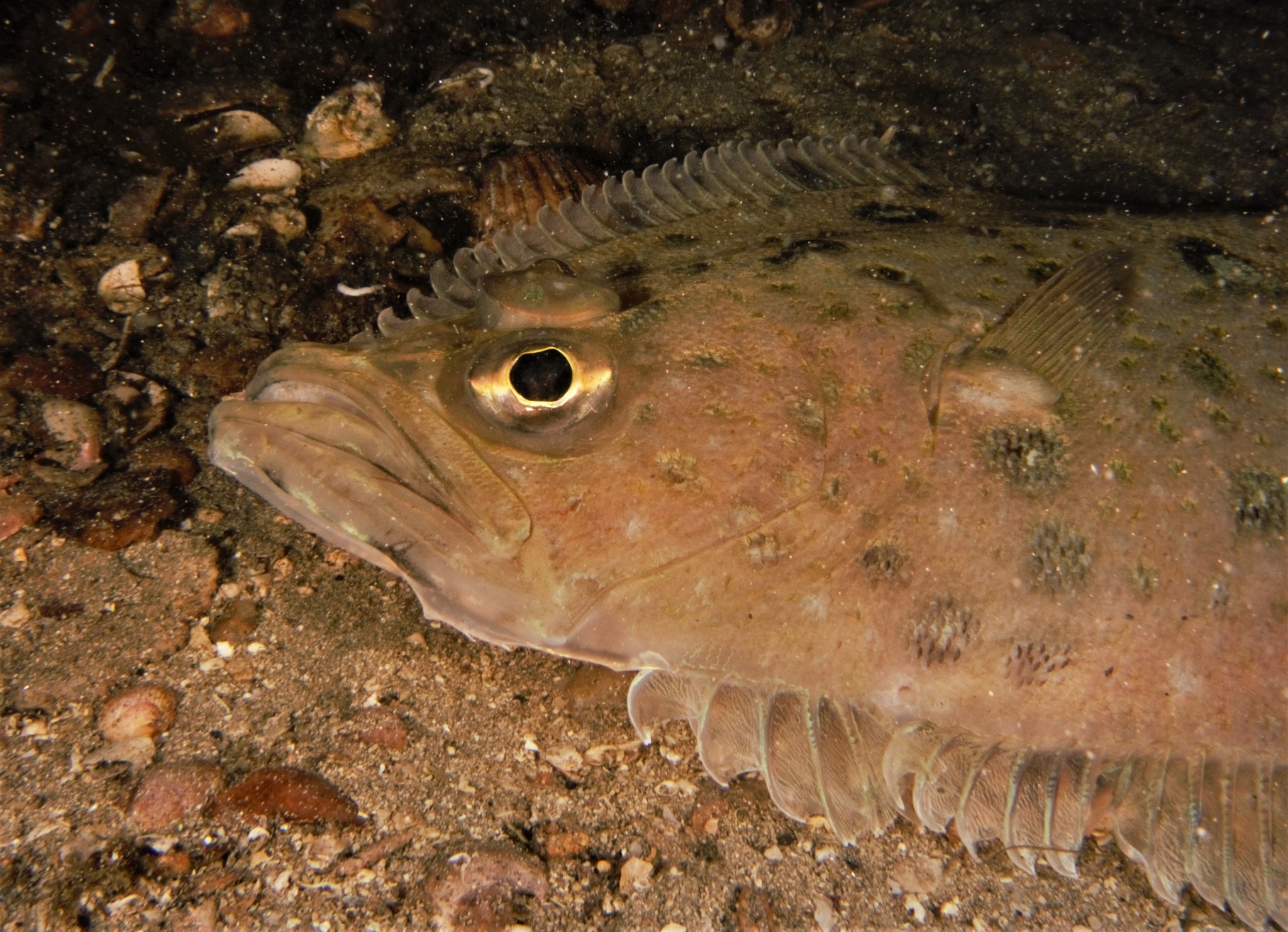 image of hippoglossoides platessoides \(american plaice\)