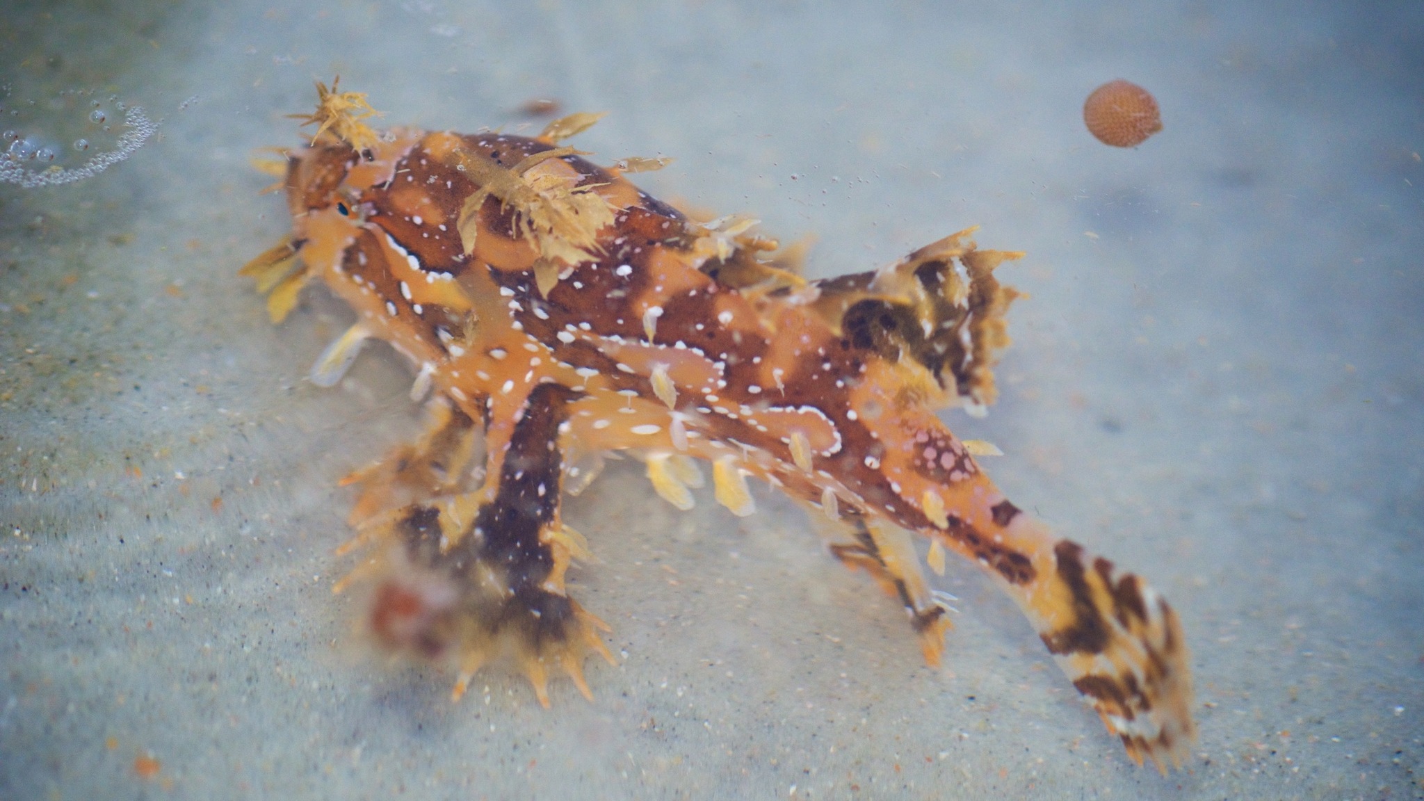 image of histrio histrio \(sargassumfish\)