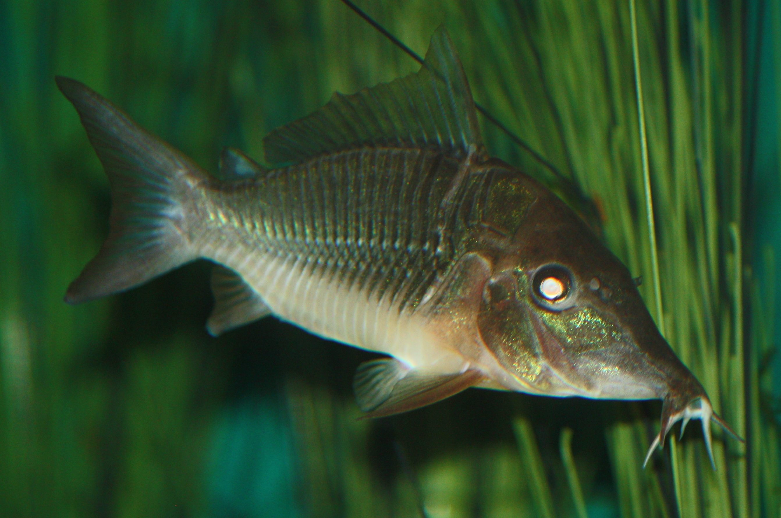image of corydoras multiradiatus \(hognosed brochis\)
