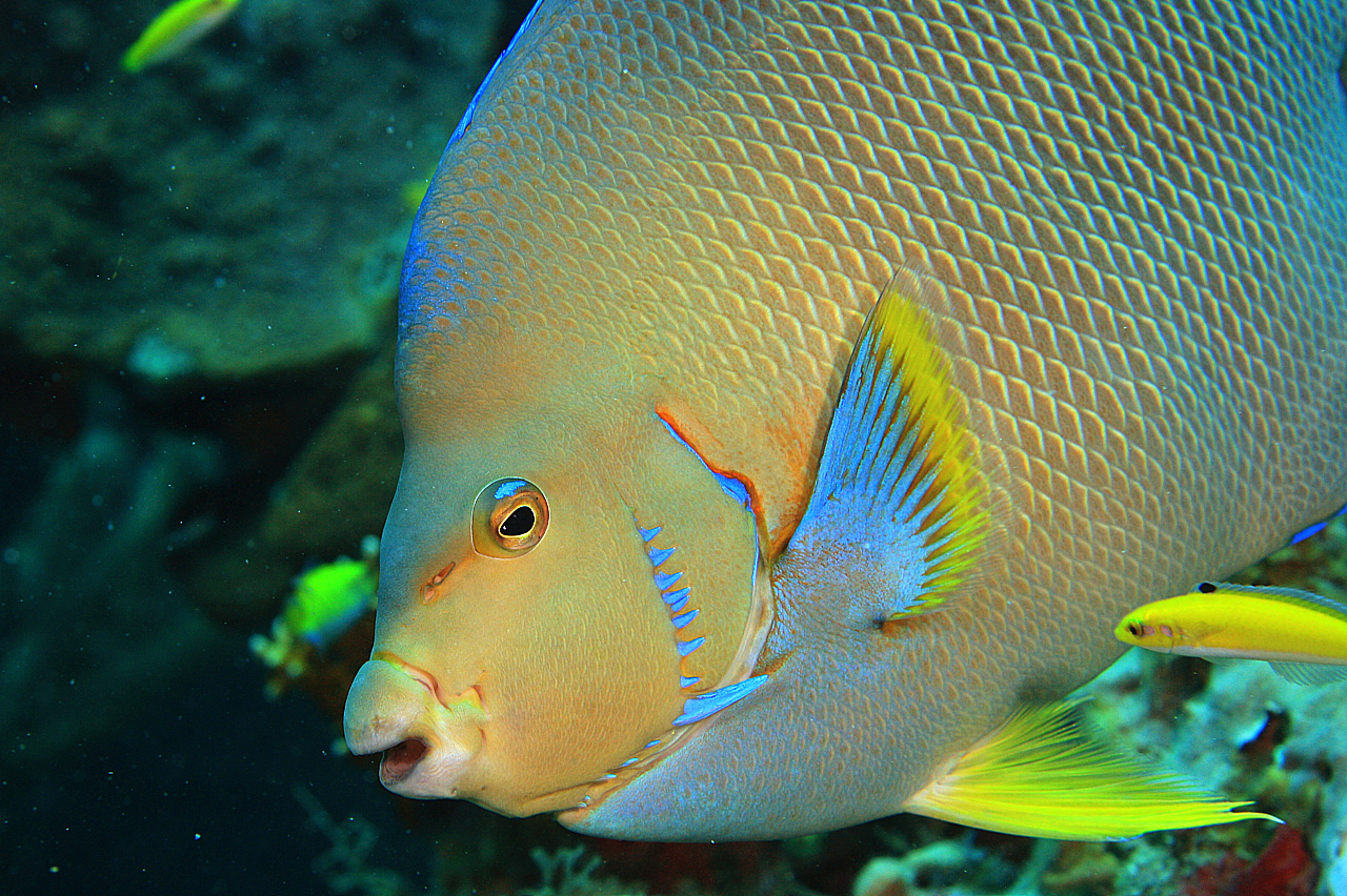 image of holacanthus bermudensis \(angelfish\)