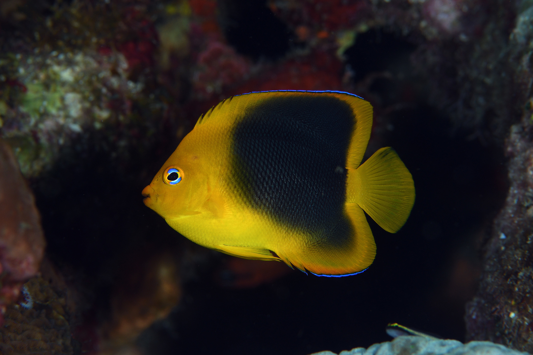 image of holacanthus tricolor \(rock beauty\)