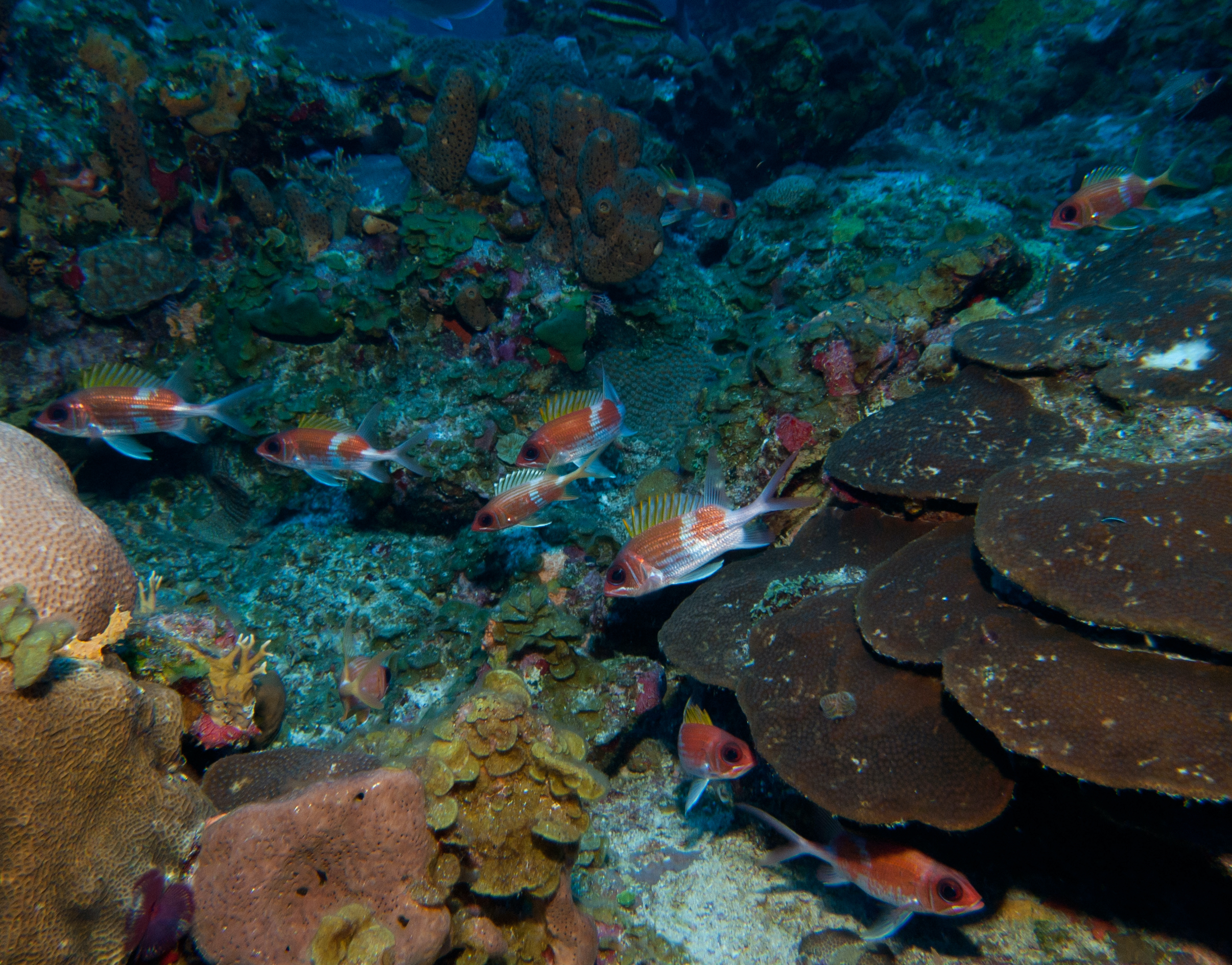 image of holocentrus adscensionis \(squirrelfish\)
