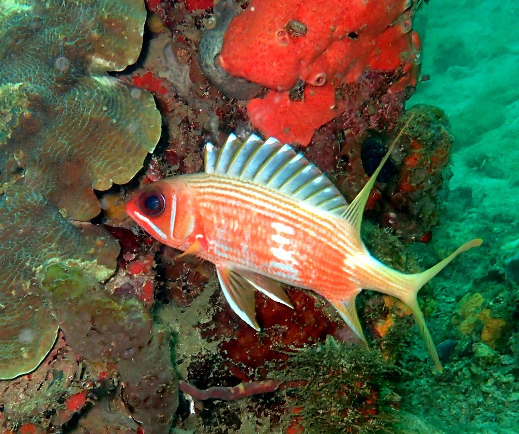 image of holocentrus rufus \(longspine squirrelfish\)