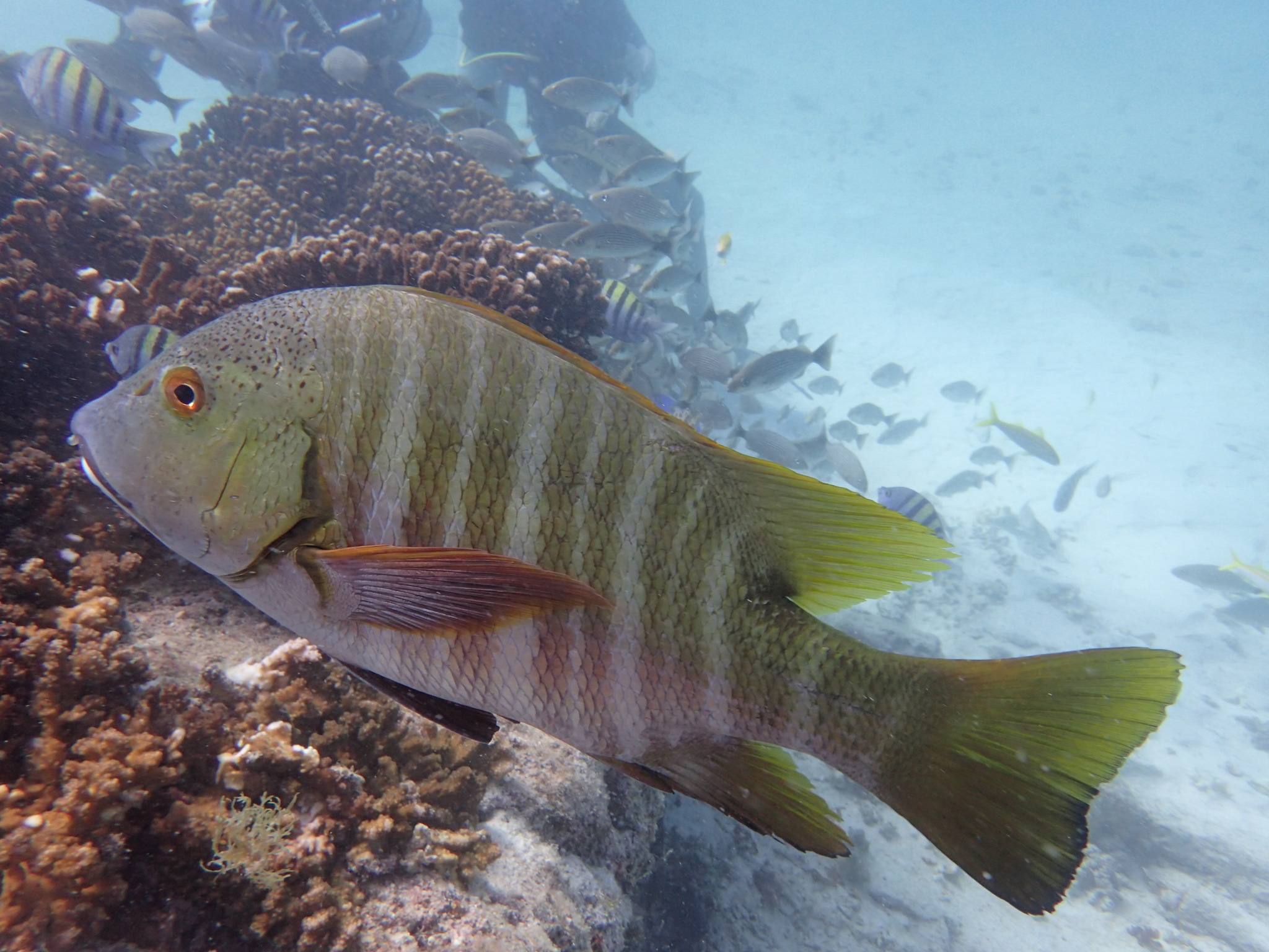 image of hoplopagrus guentherii \(mexican barred snapper\)