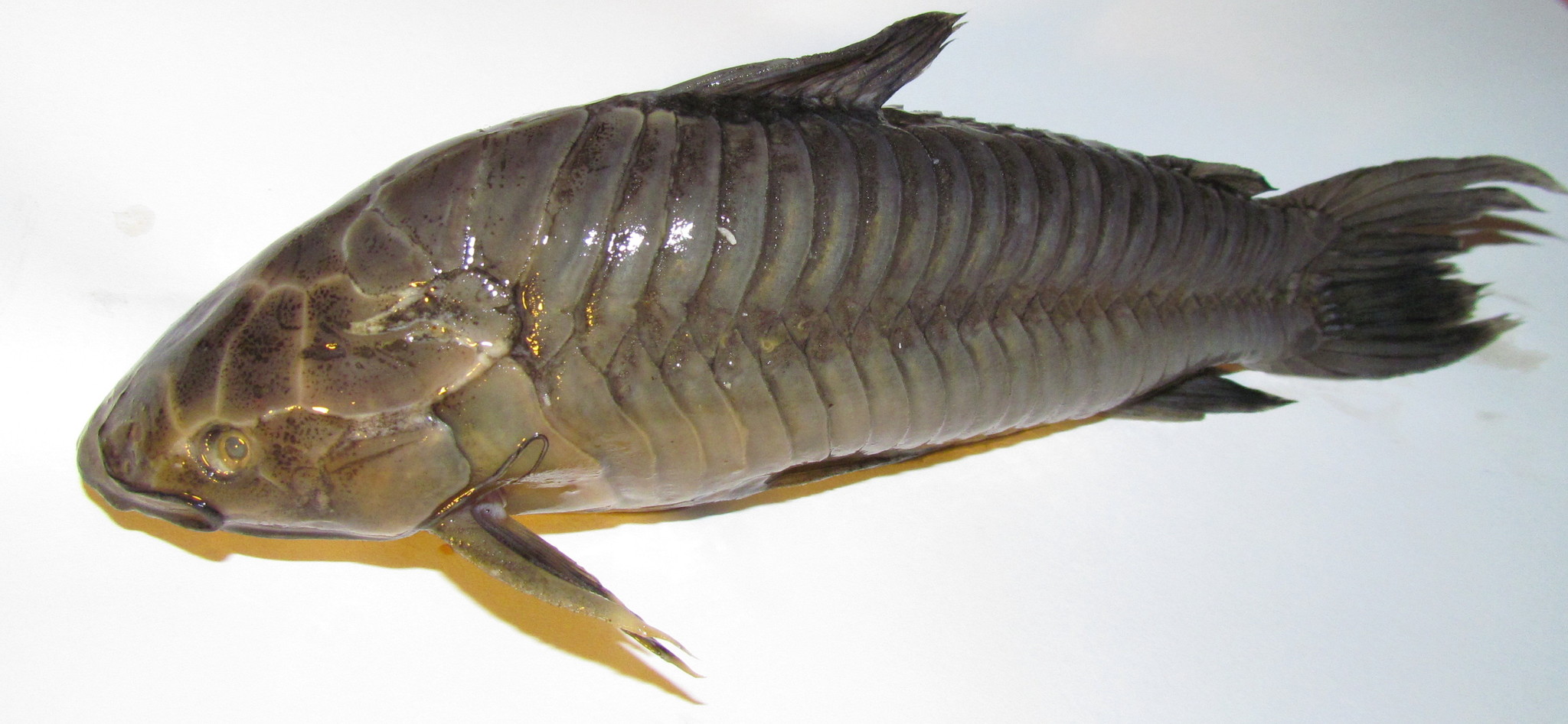 image of hoplosternum littorale \(atipa\)