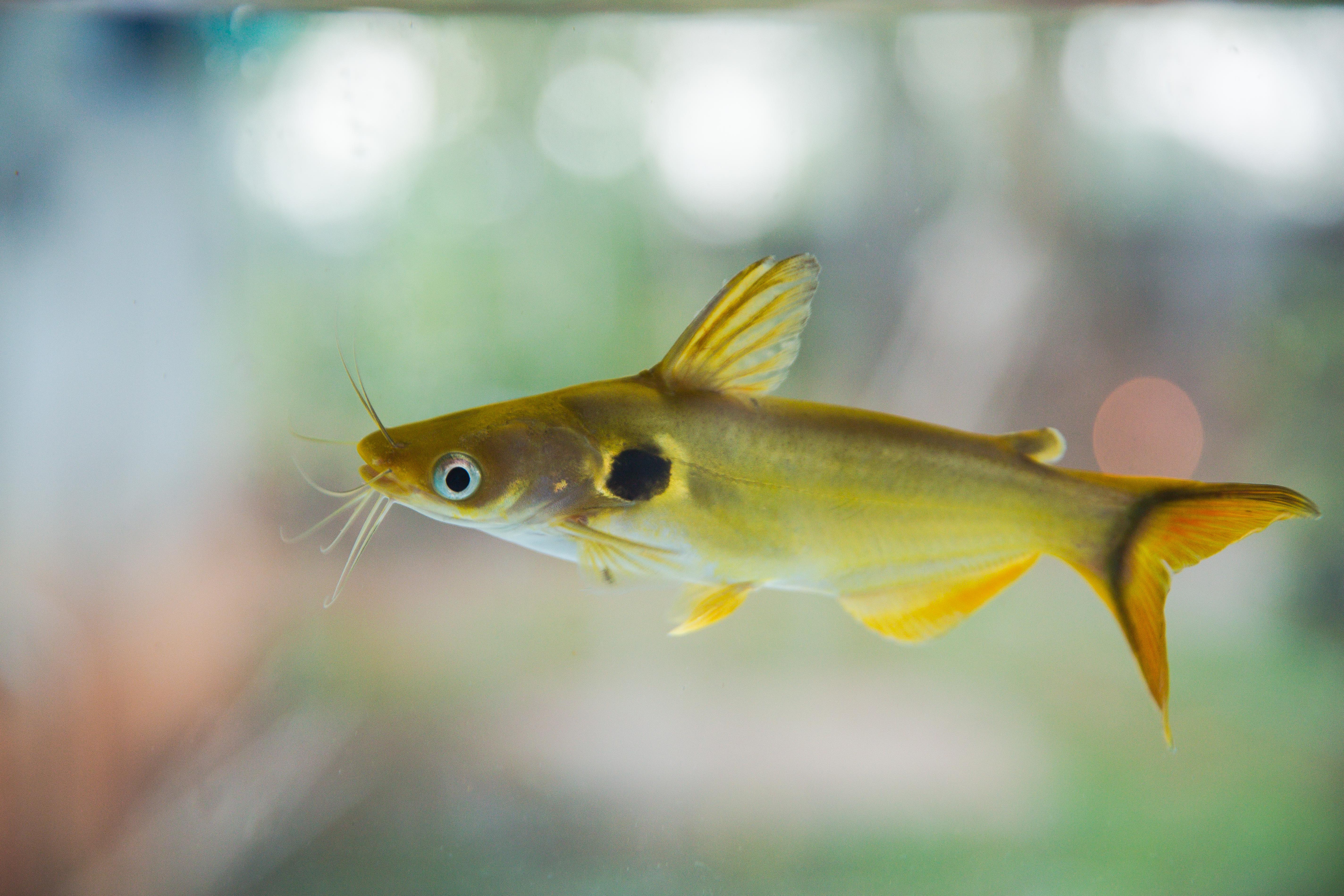 image of horabagrus brachysoma \(gunther's catfish\)