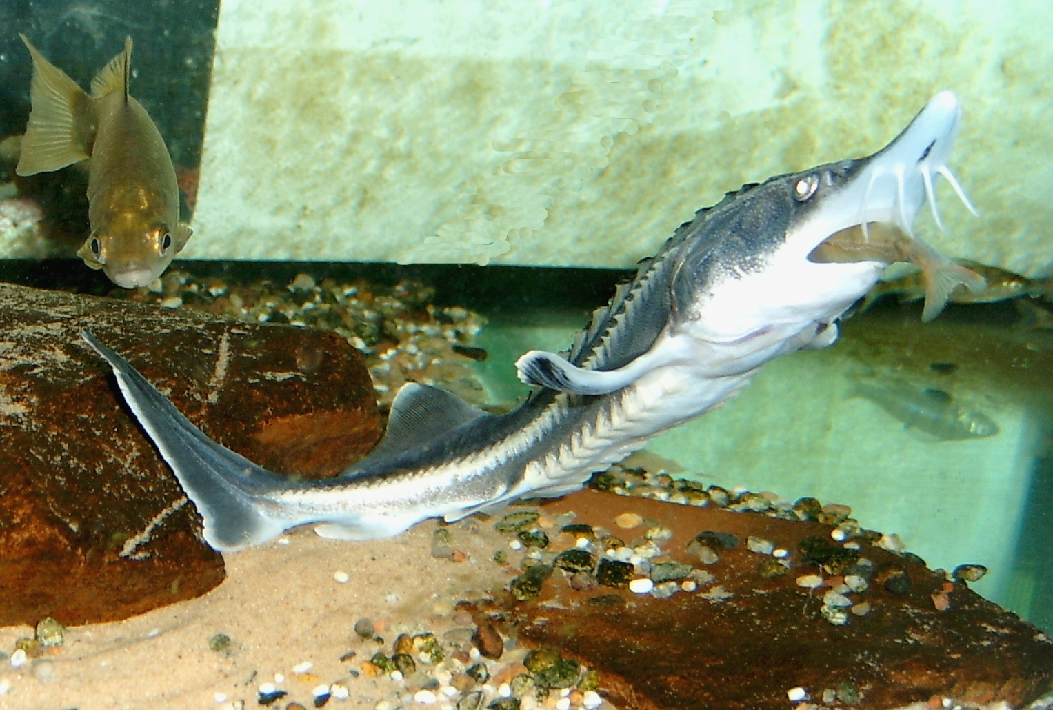 image of huso huso \(beluga\)
