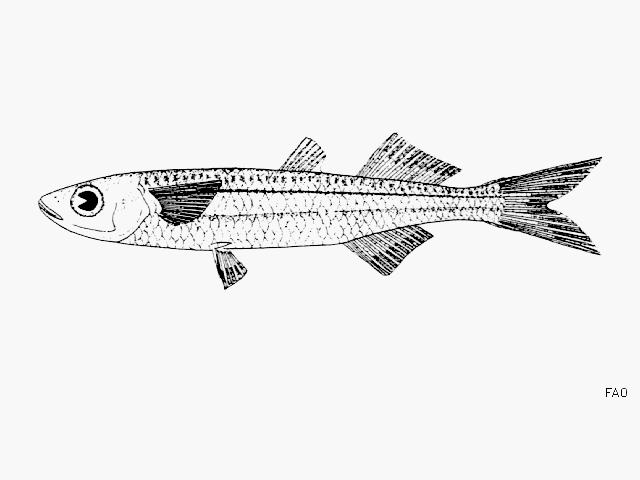 image of hypoatherina harringtonensis \(reef silverside\)