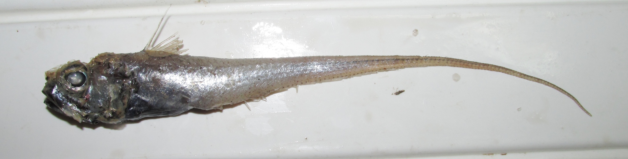 image of hymenocephalus italicus \(glasshead grenadier\)