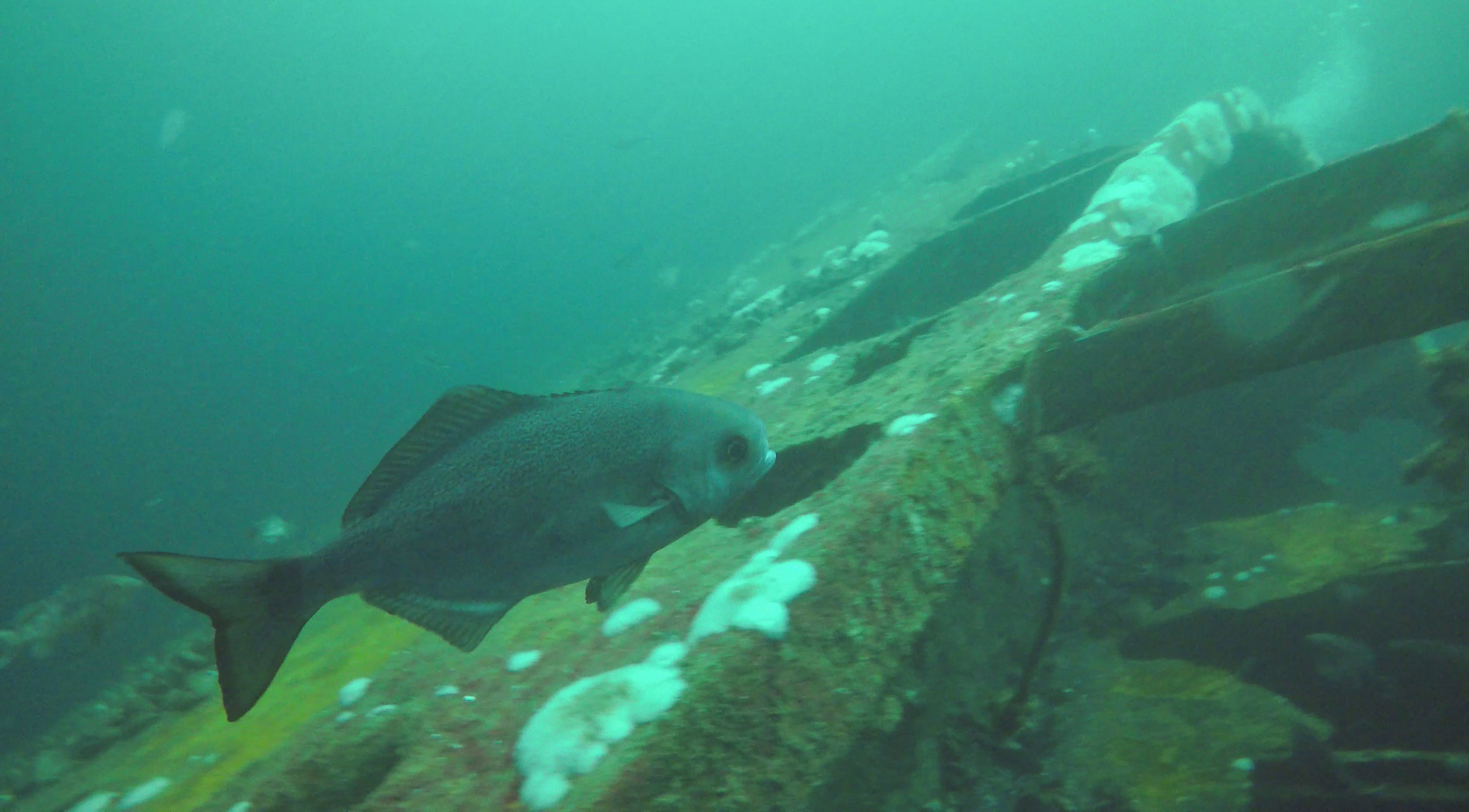 image of hyperoglyphe perciformis \(barrelfish\)