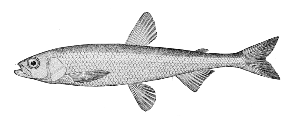 image of hypomesus olidus \(pond smelt\)