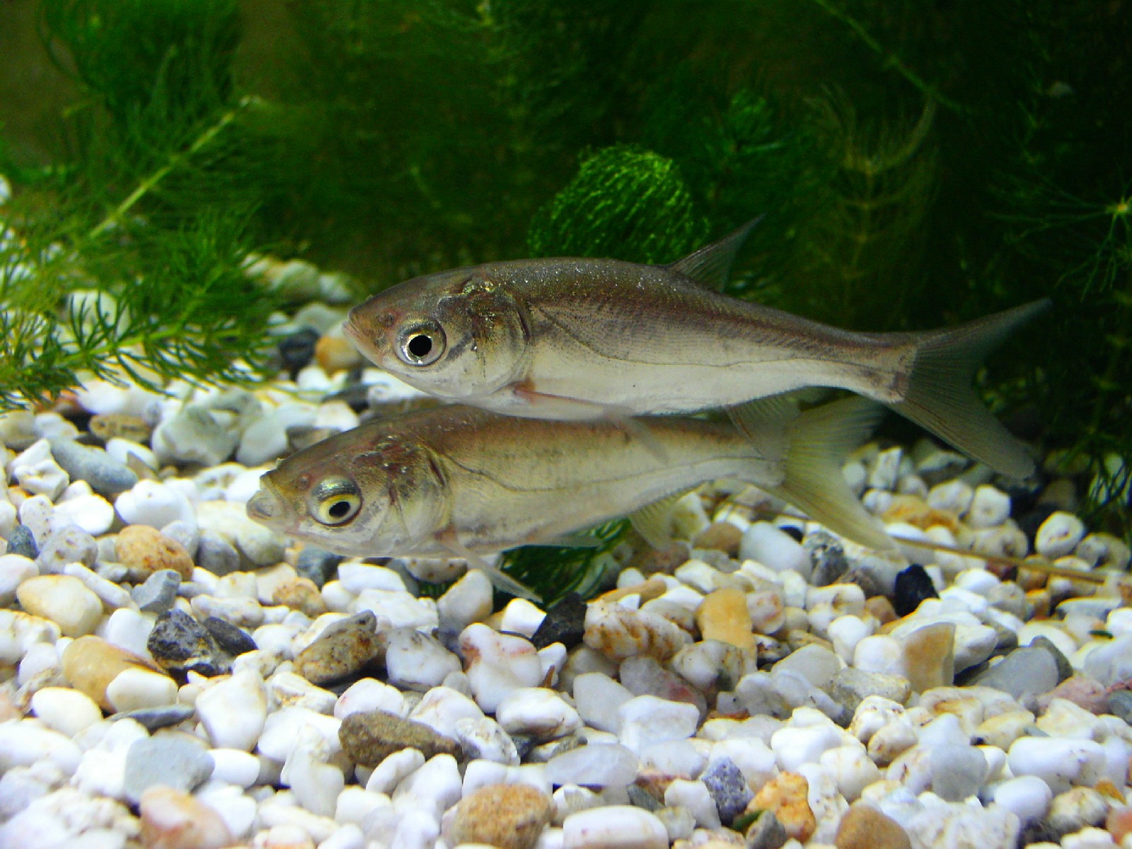 image of hypophthalmichthys molitrix \(silver carp\)
