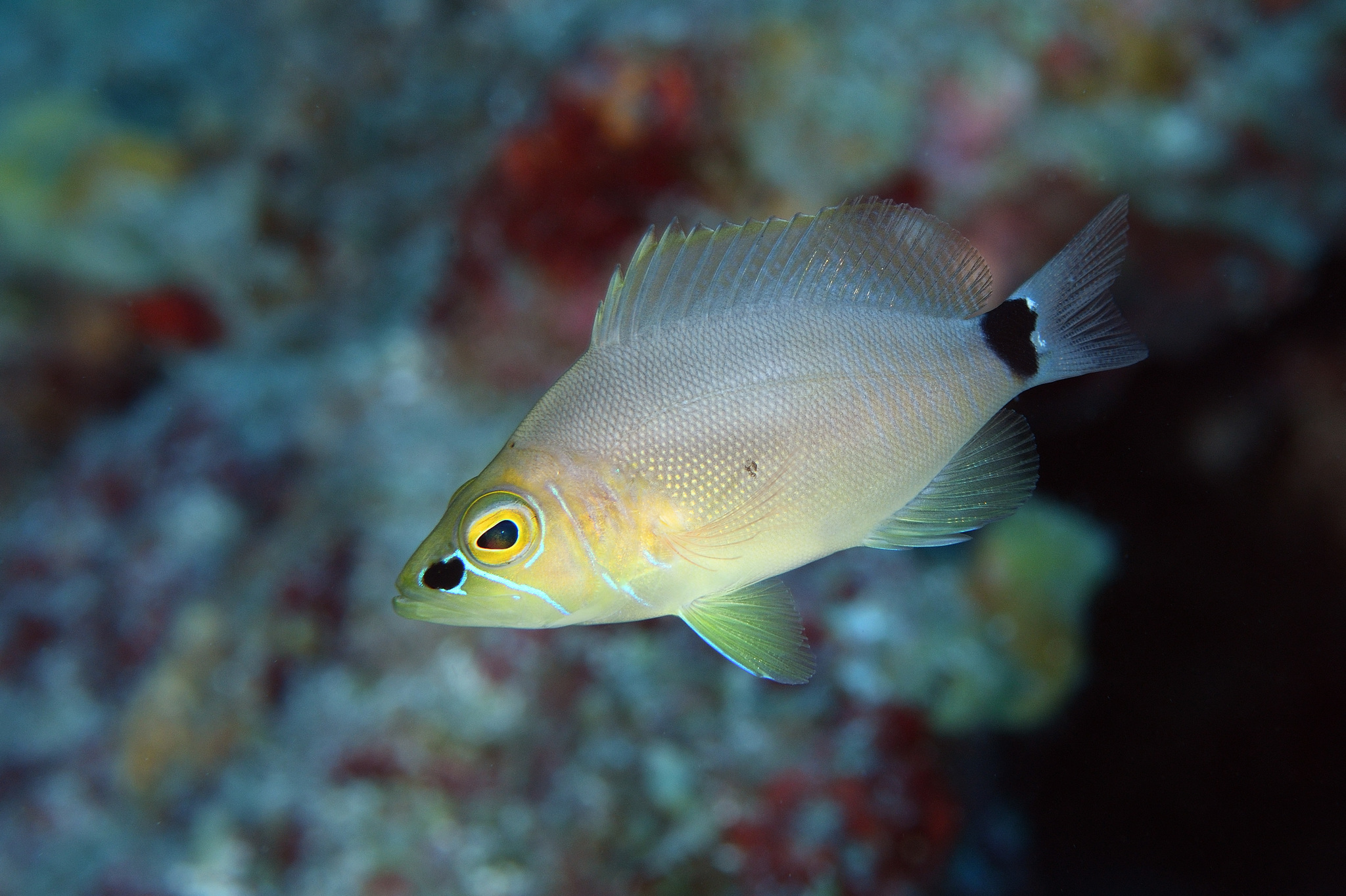 image of hypoplectrus unicolor \(butter hamlet\)