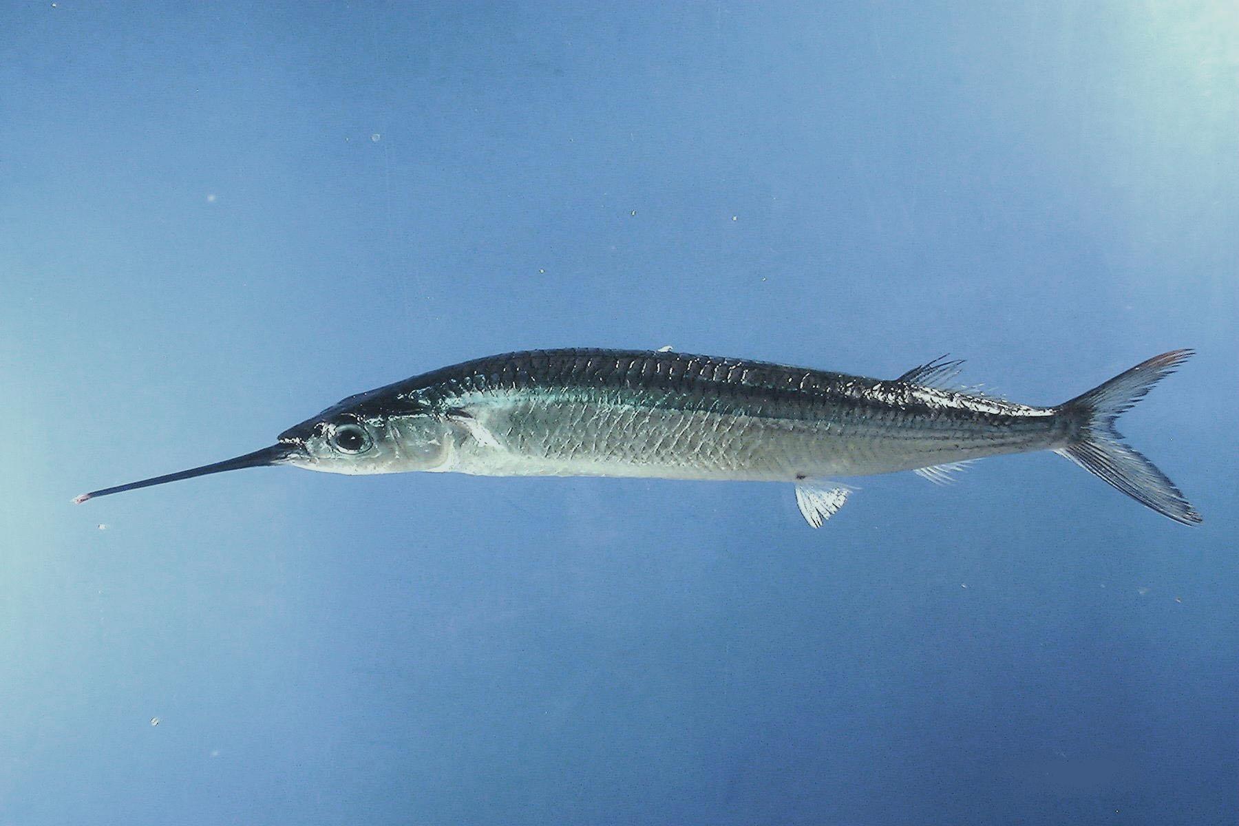 image of hyporhamphus unifasciatus \(common halfbeak\)