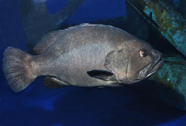 image of hyporthodus nigritus \(warsaw grouper\)