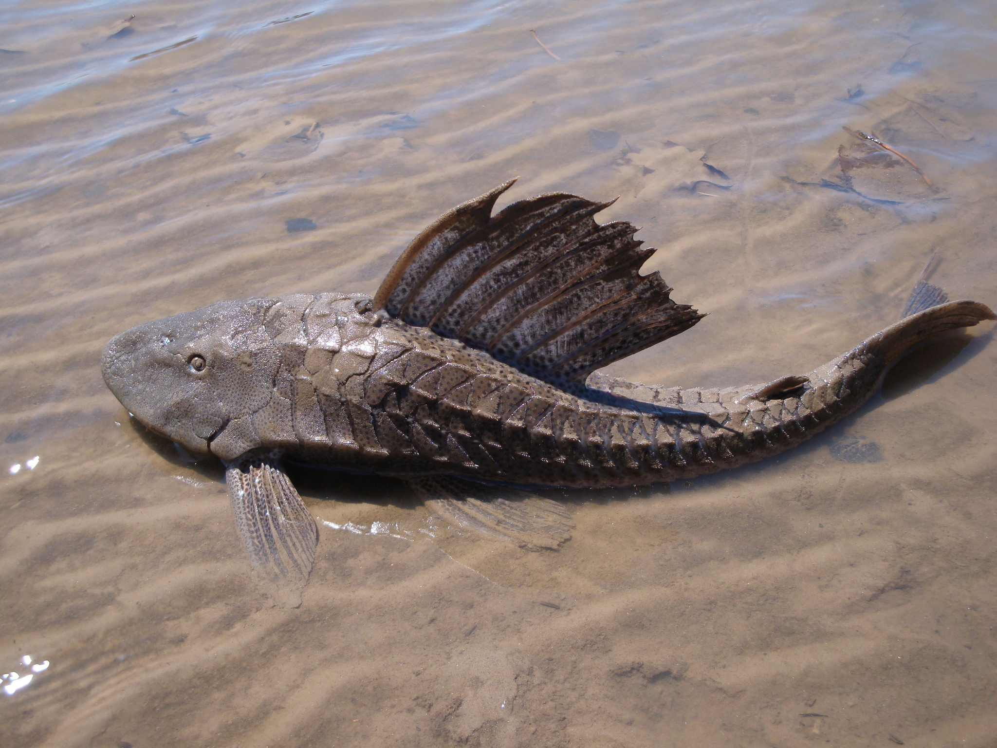 image of hypostomus commersoni