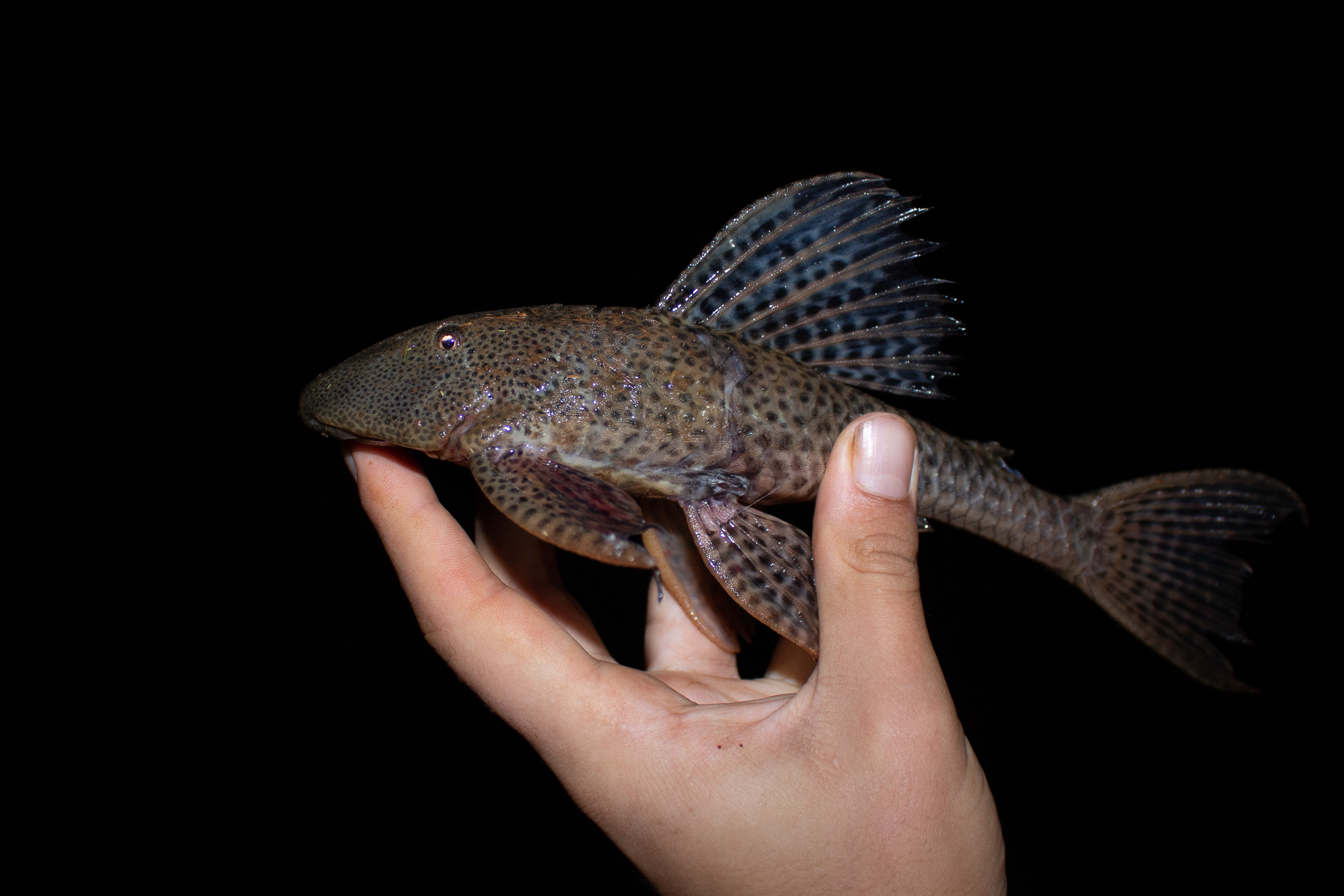 image of hypostomus derbyi