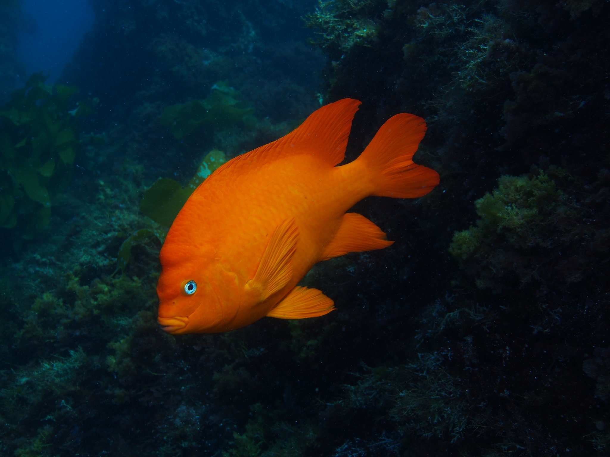 image of hypsypops rubicundus \(garibaldi damselfish\)