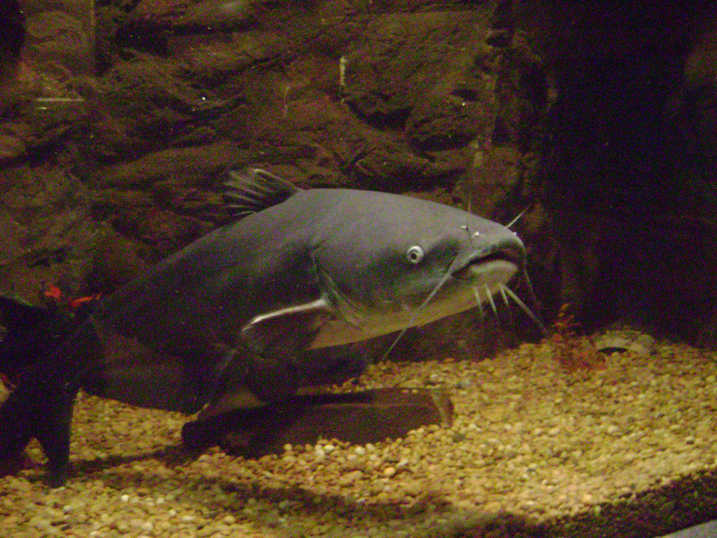 image of ictalurus furcatus \(blue catfish\)