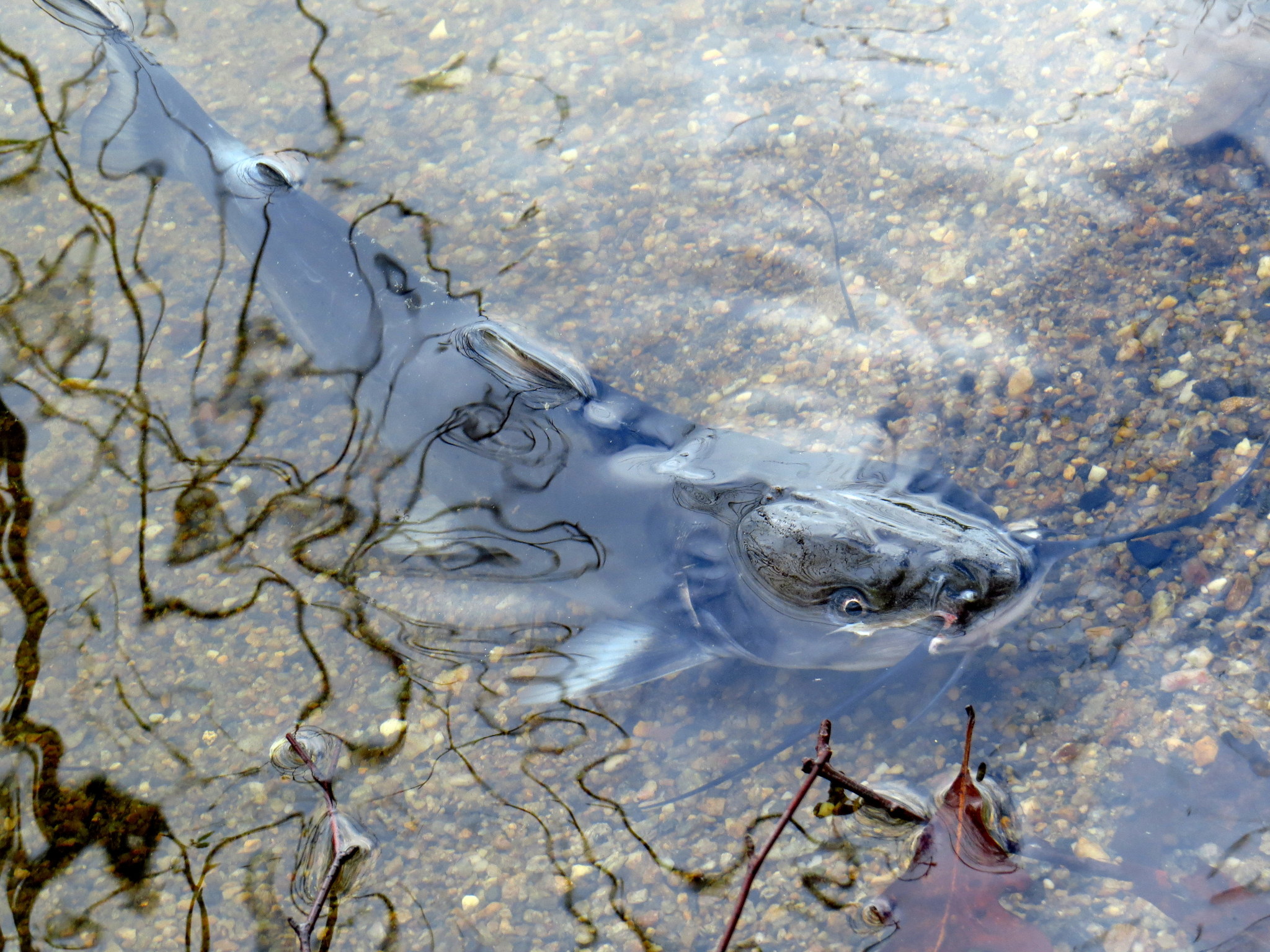 image of ictalurus punctatus \(channel catfish\)