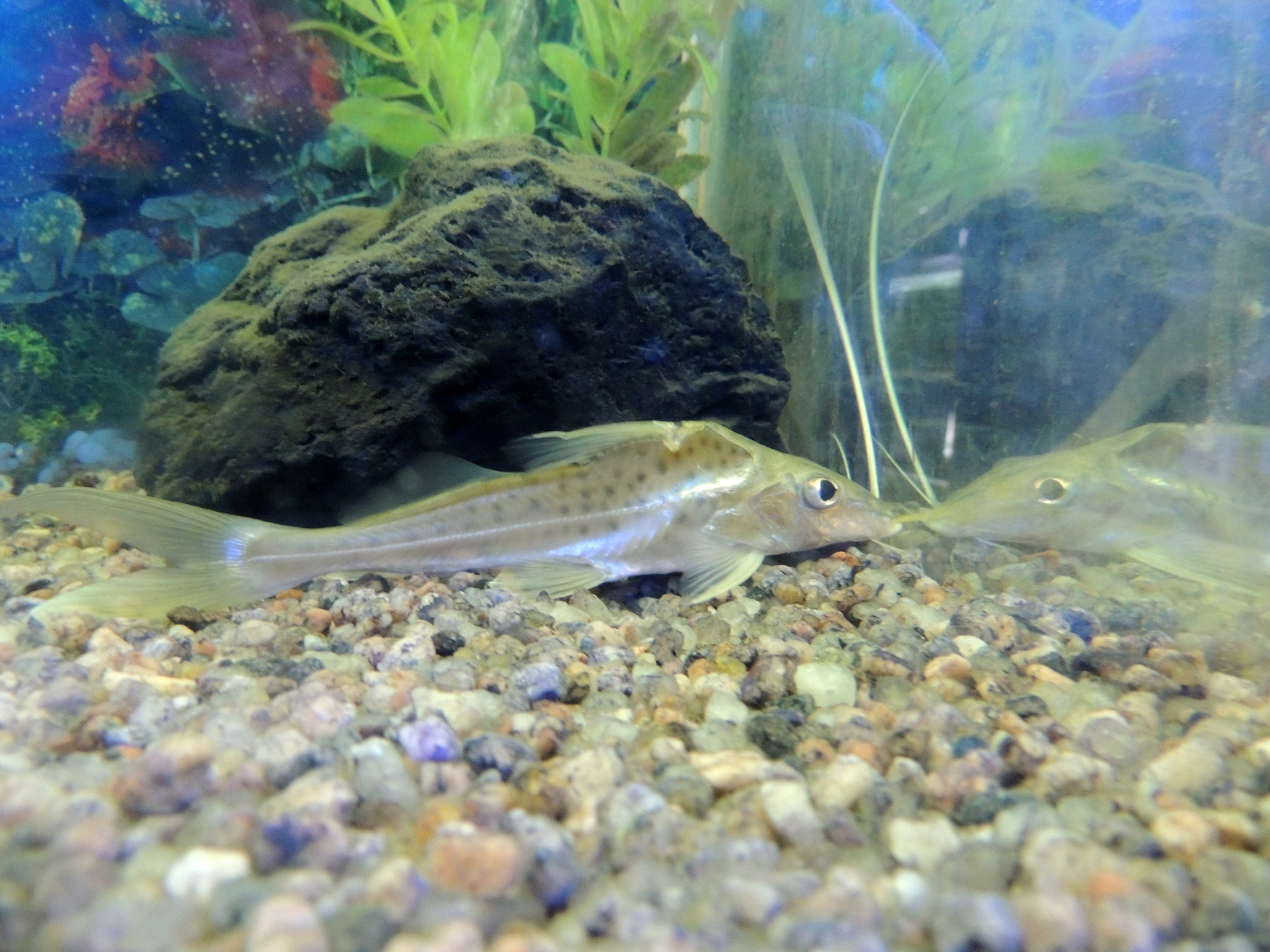 image of iheringichthys labrosus