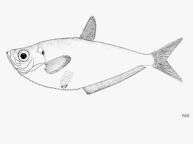 image of ilisha africana \(west african ilisha\)