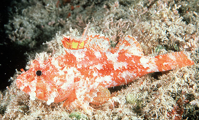 image of iracundus signifer \(decoy scorpionfish\)