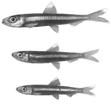 image of jenkinsia lamprotaenia \(dwarf round herring\)