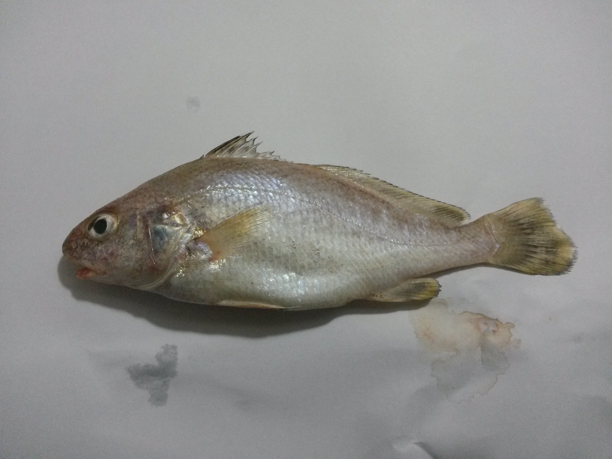 image of johnius belangerii \(belanger's croaker\)