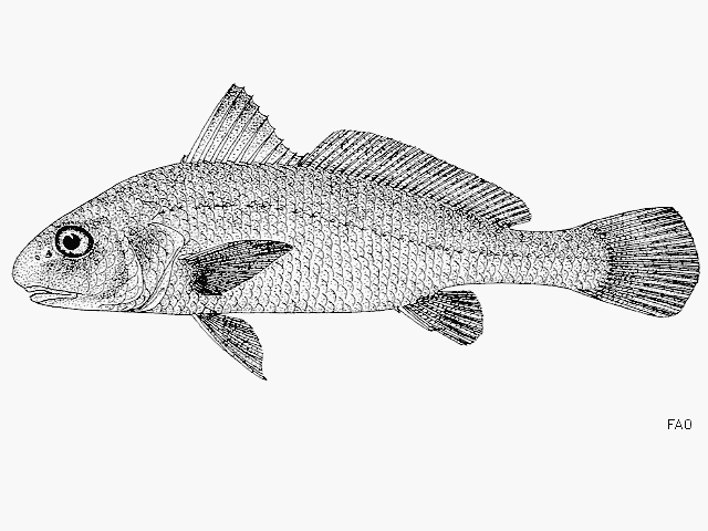 image of johnius macrorhynus \(big-snout croaker\)