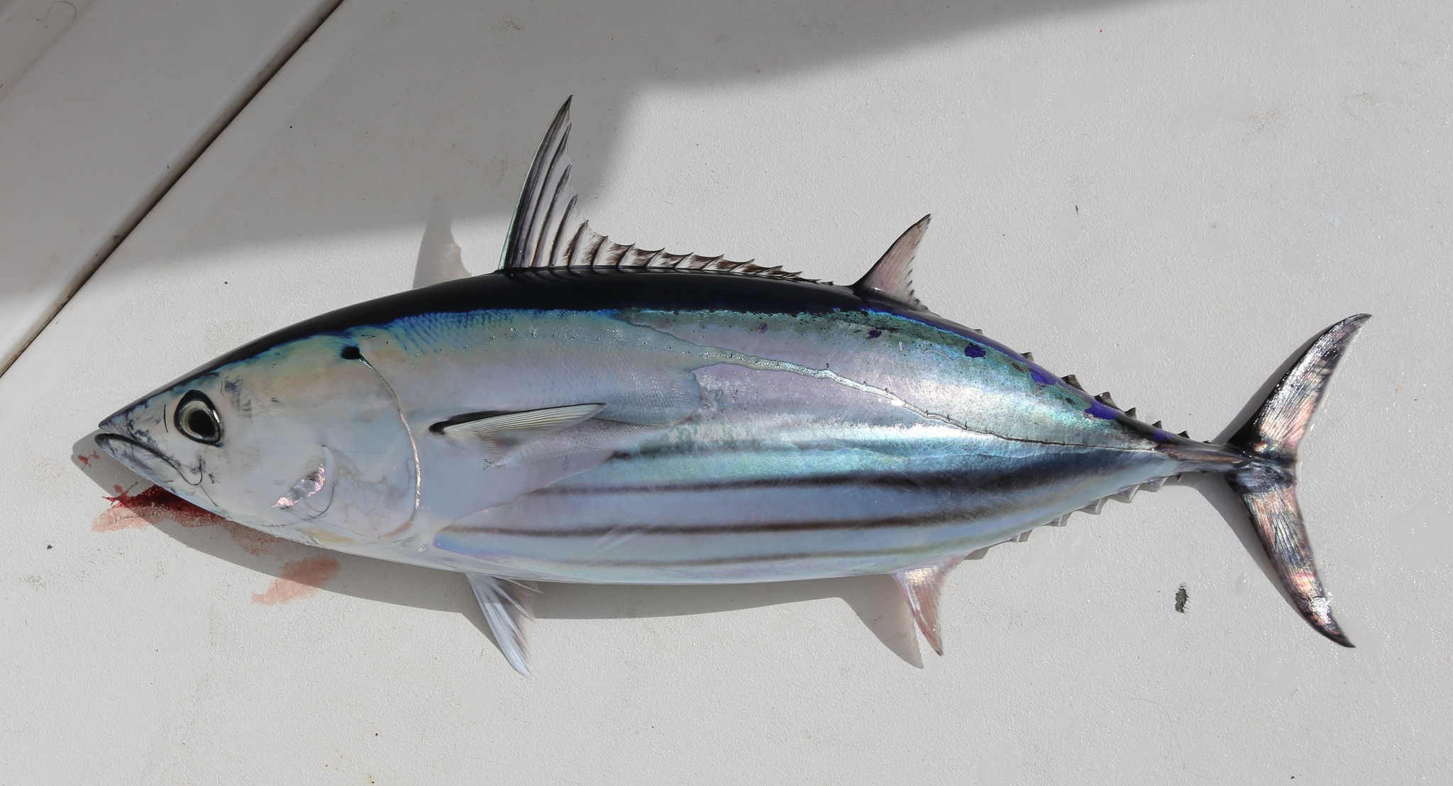 image of katsuwonus pelamis \(skipjack tuna\)