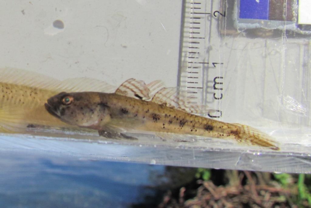 image of knipowitschia panizzae \(adriatic dwarf goby\)
