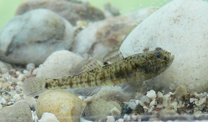 image of knipowitschia punctatissima \(italian spring goby\)