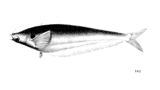 image of kryptopterus bicirrhis \(glass catfish\)