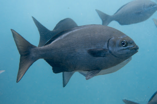 image of kyphosus sectatrix \(bermuda sea chub\)