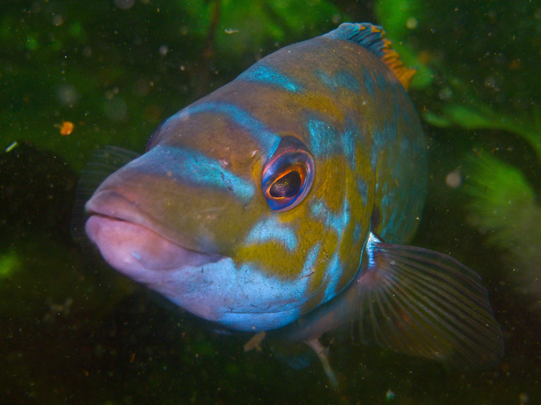 image of labrus mixtus \(cuckoo wrasse\)