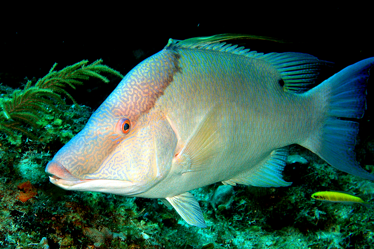 image of lachnolaimus maximus \(hogfish\)