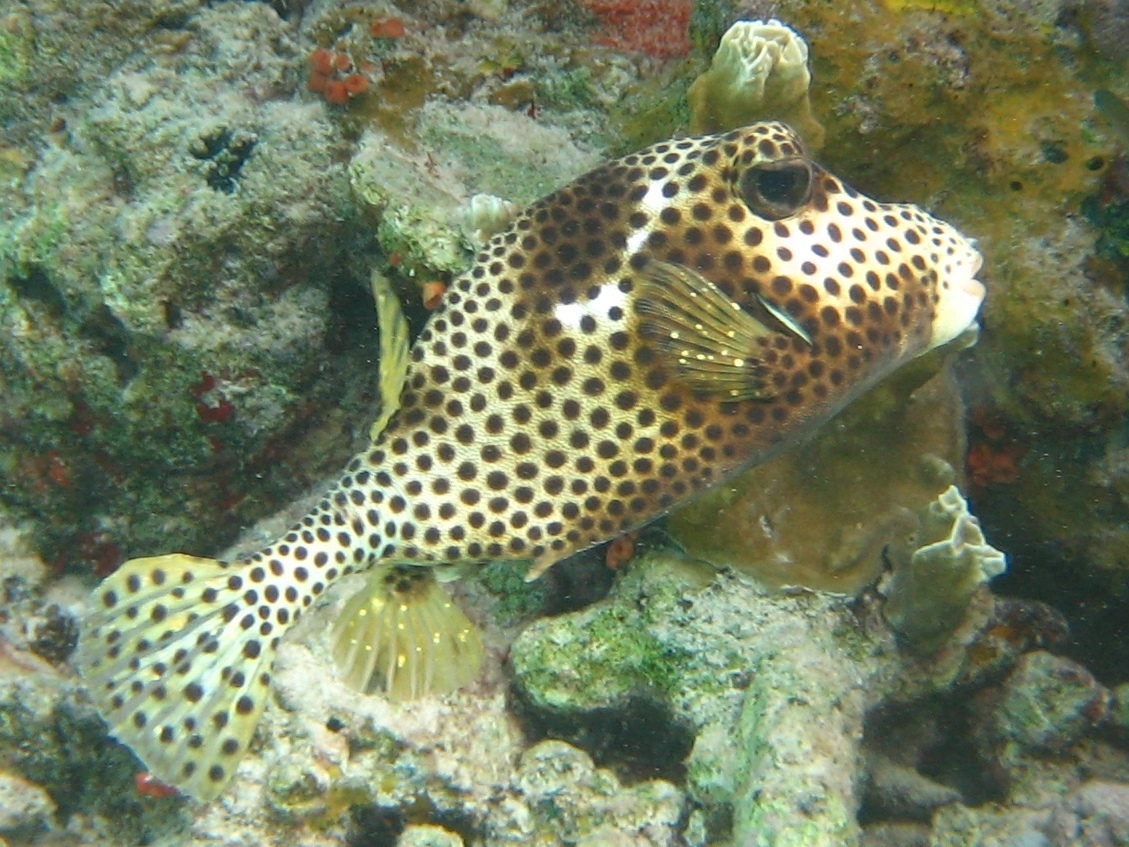 image of lactophrys bicaudalis \(spotted trunkfish\)