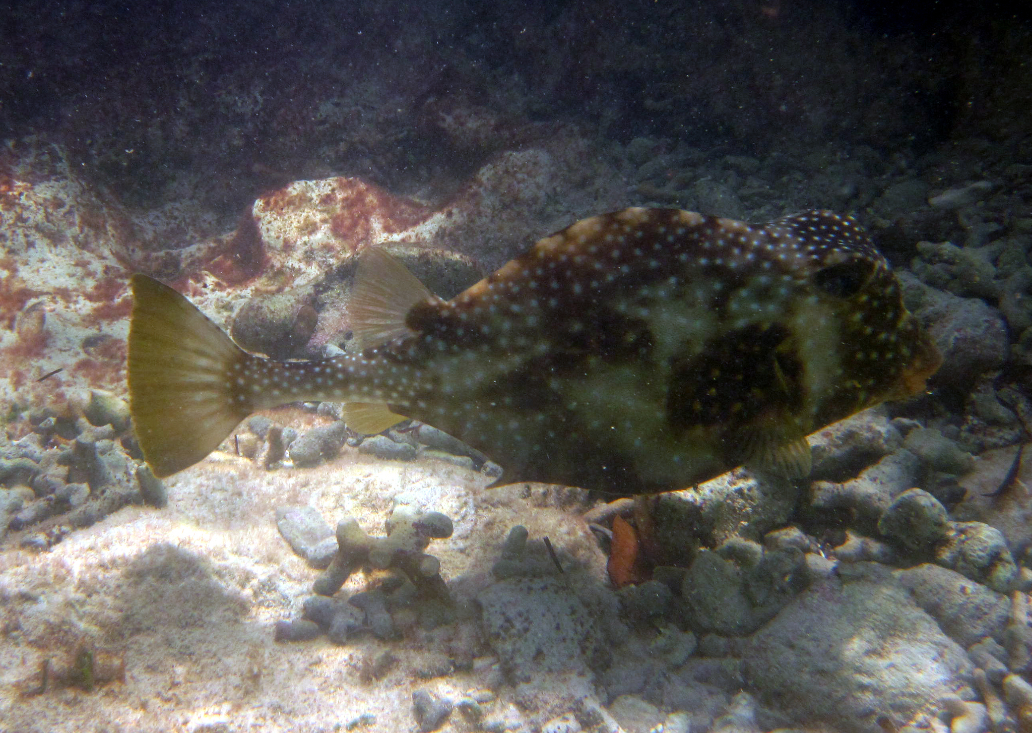 image of lactophrys trigonus \(buffalo trunkfish\)
