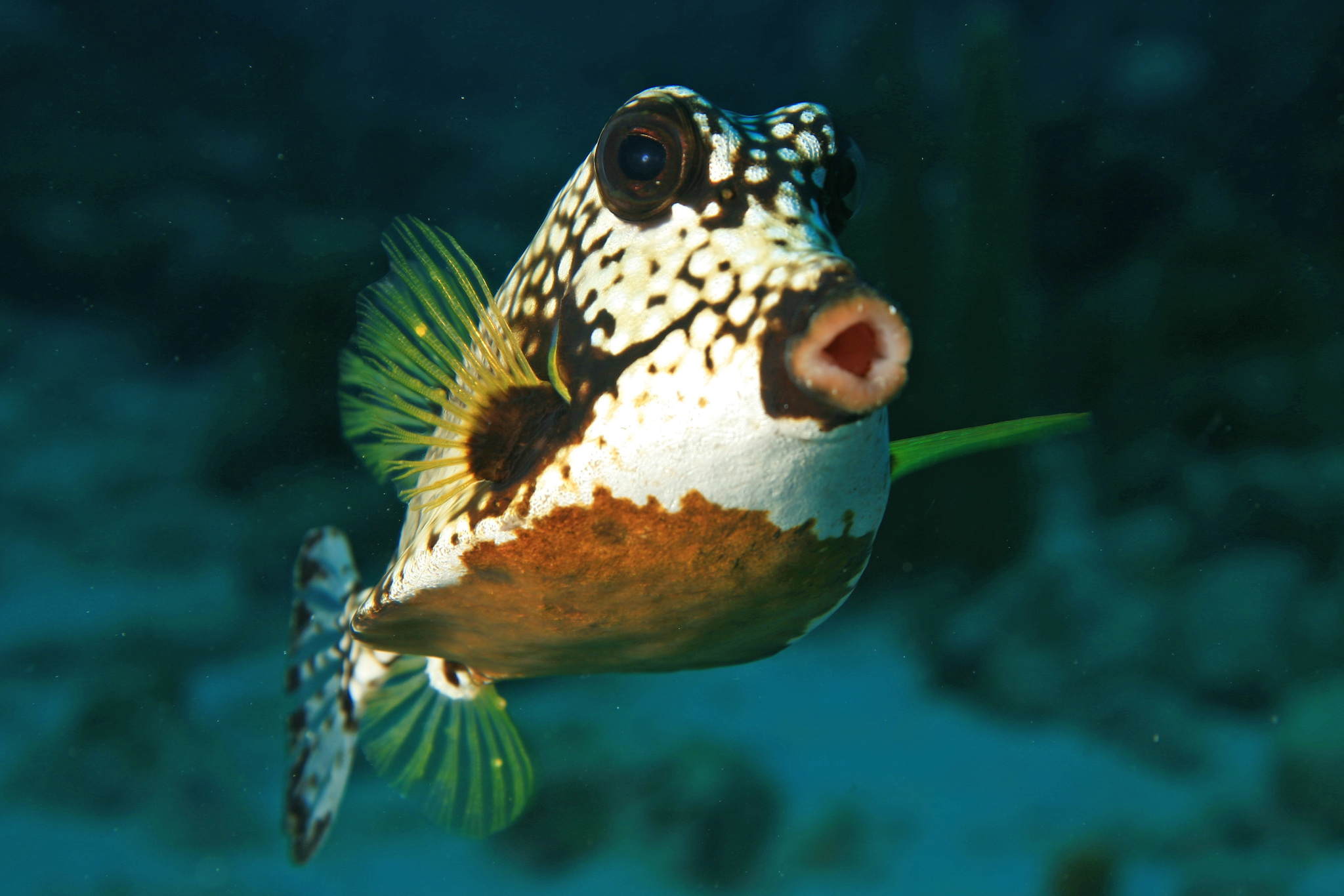 image of lactophrys triqueter \(smooth trunkfish\)