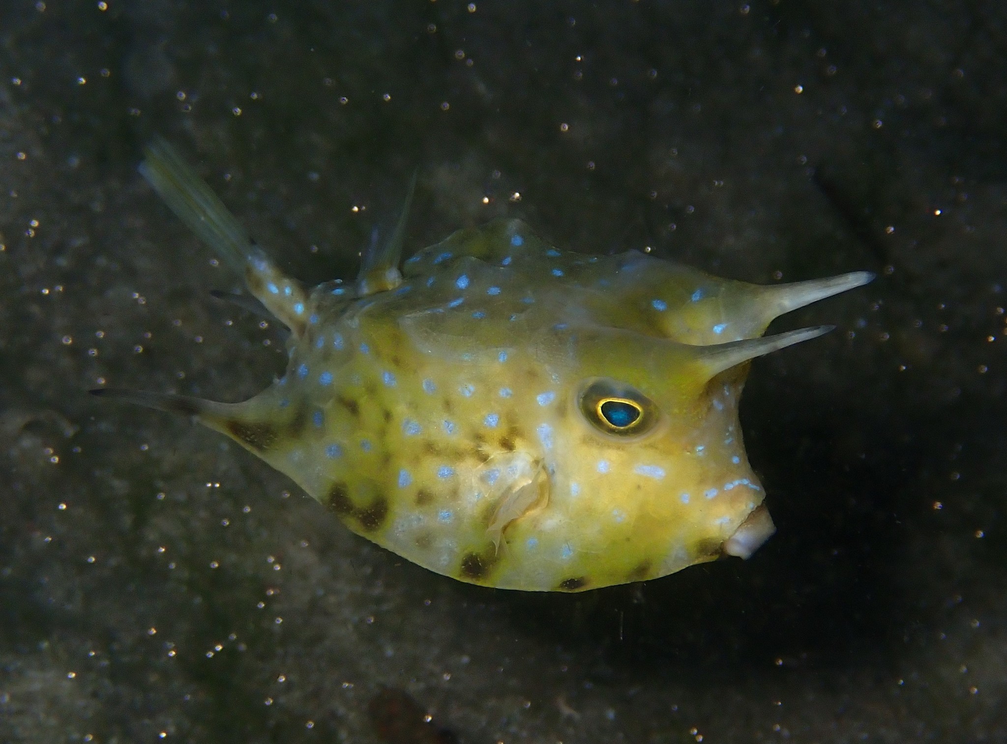 image of lactoria cornuta \(longhorn cowfish\)
