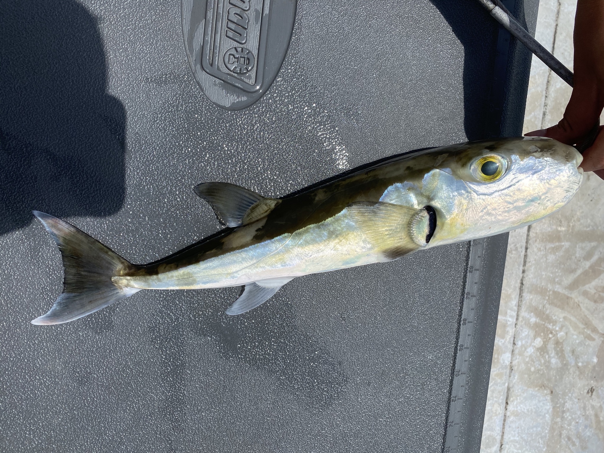 image of lagocephalus laevigatus \(smooth puffer\)