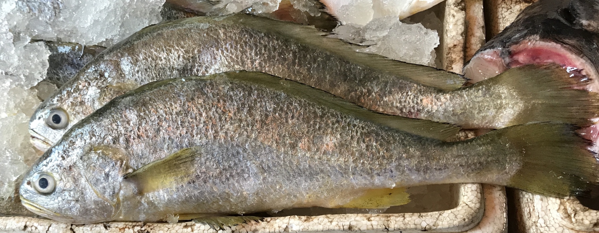 image of larimichthys crocea \(large yellow croaker\)