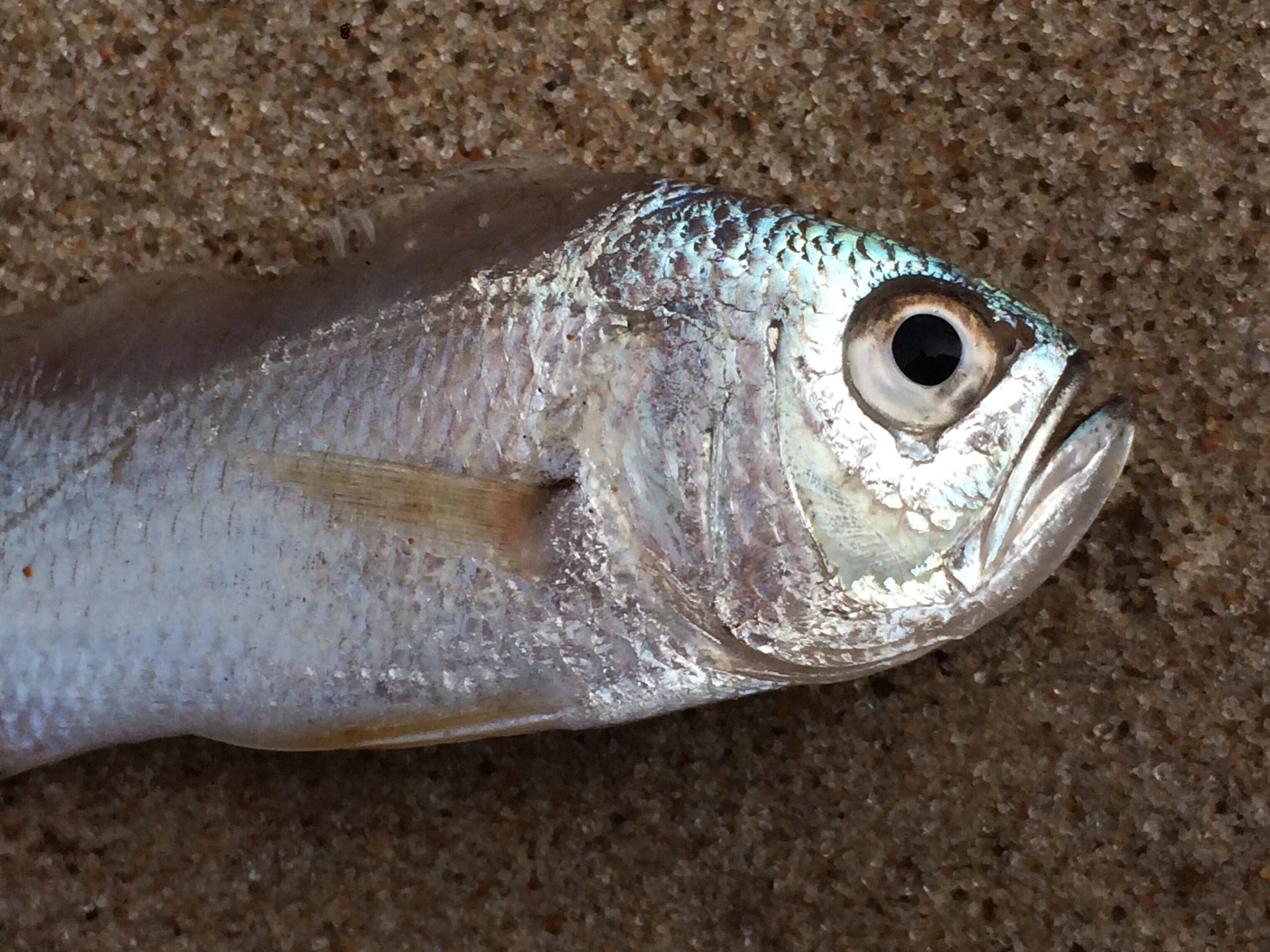image of larimus breviceps \(shorthead drum\)