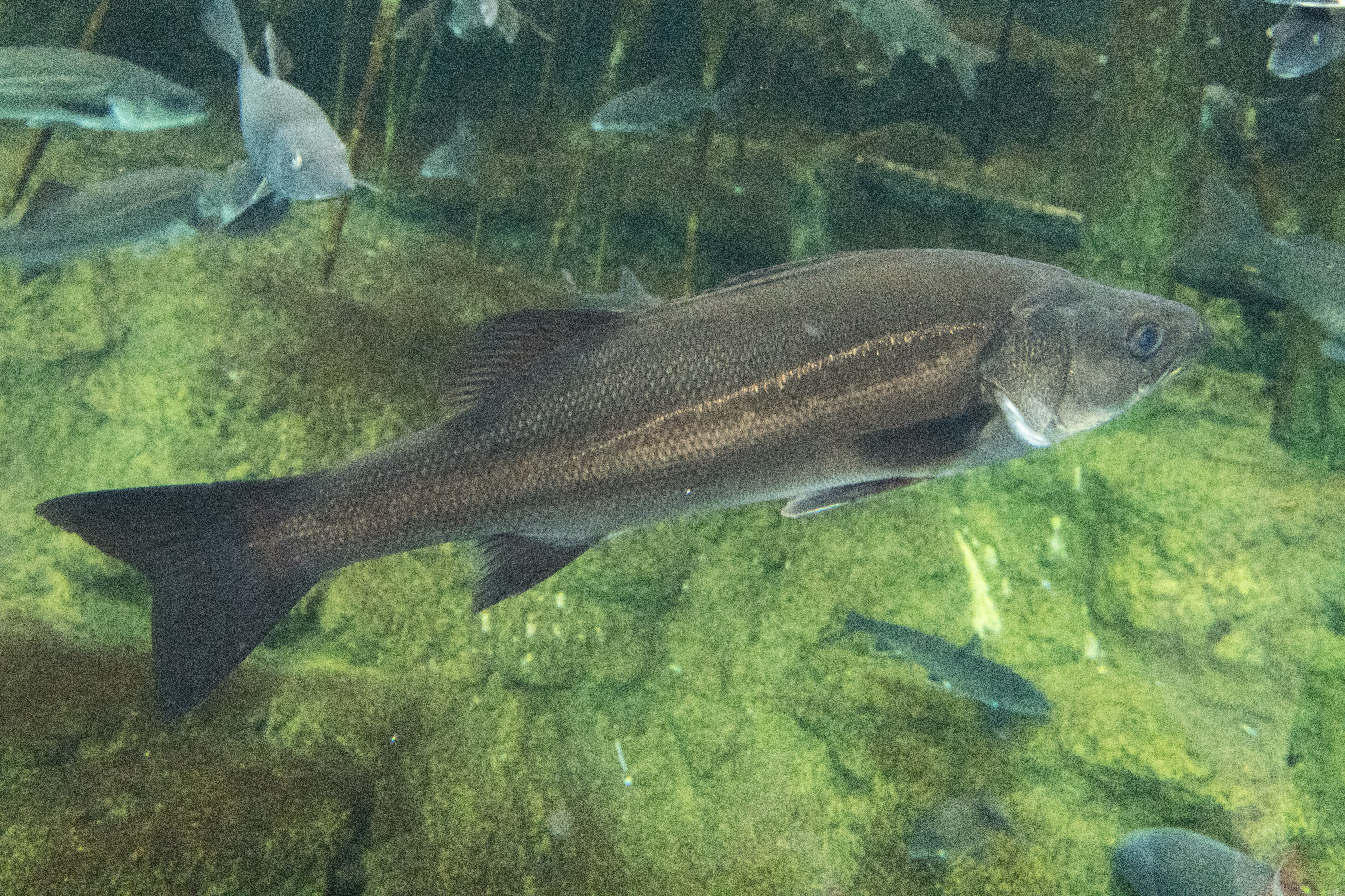 image of lateolabrax japonicus \(japanese seabass\)