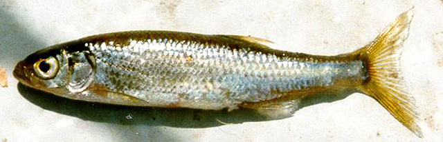 image of leucaspius delineatus \(belica\)