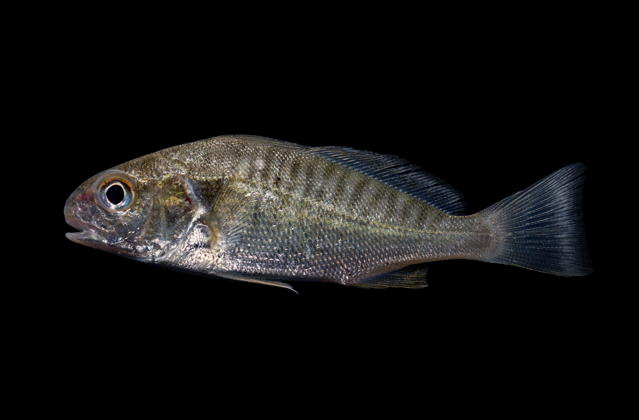 image of leiostomus xanthurus \(spot croaker\)